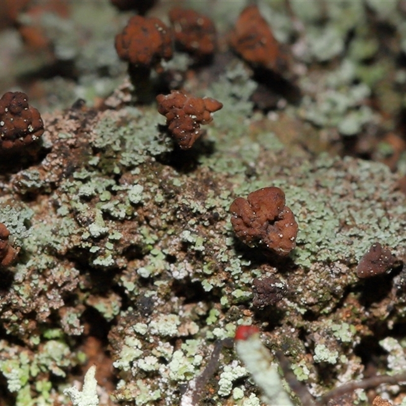 Lecanoromycetes (Class)