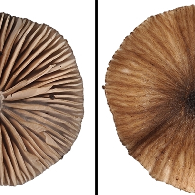 Entoloma duplocoloratum