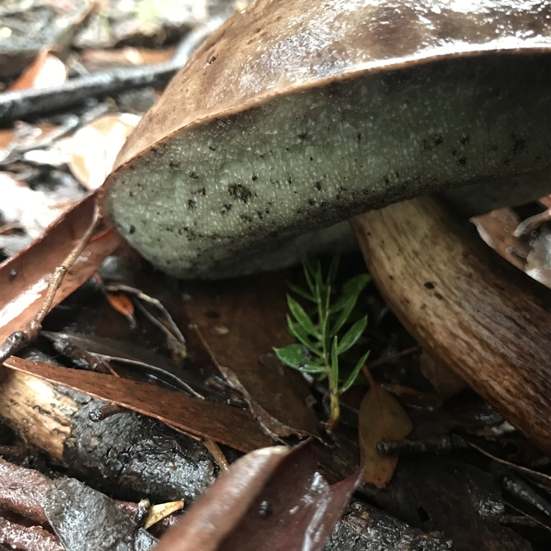 Bolete