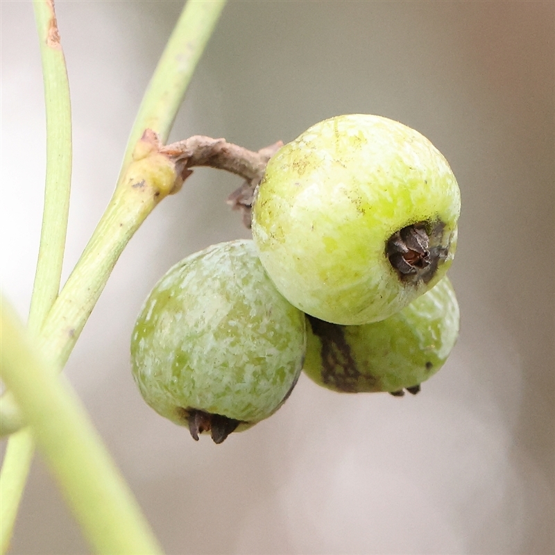 Cassytha melantha