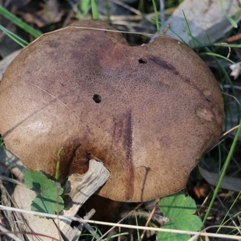 Bolete