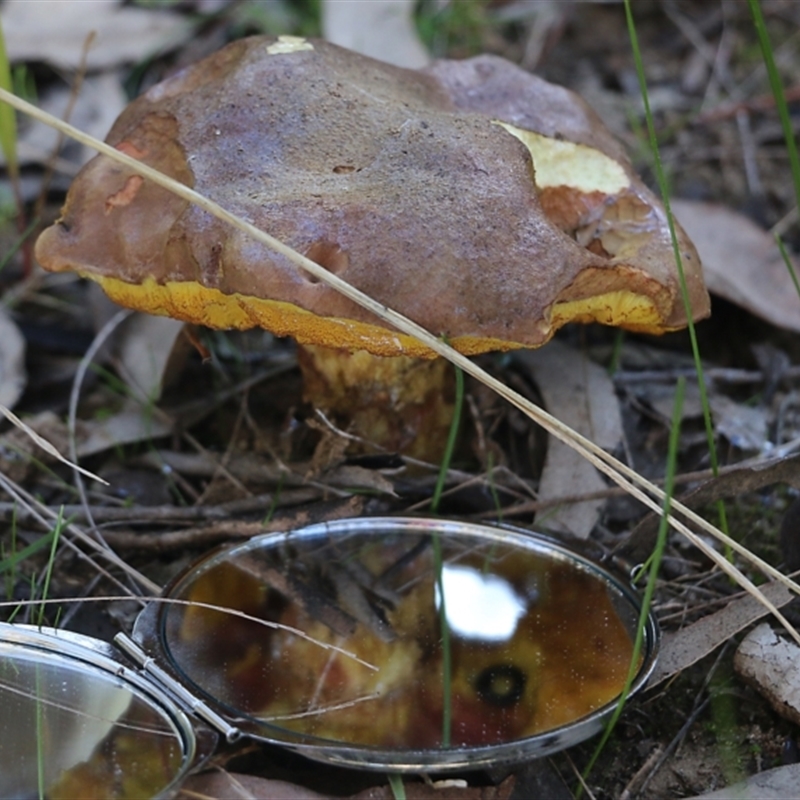 Bolete