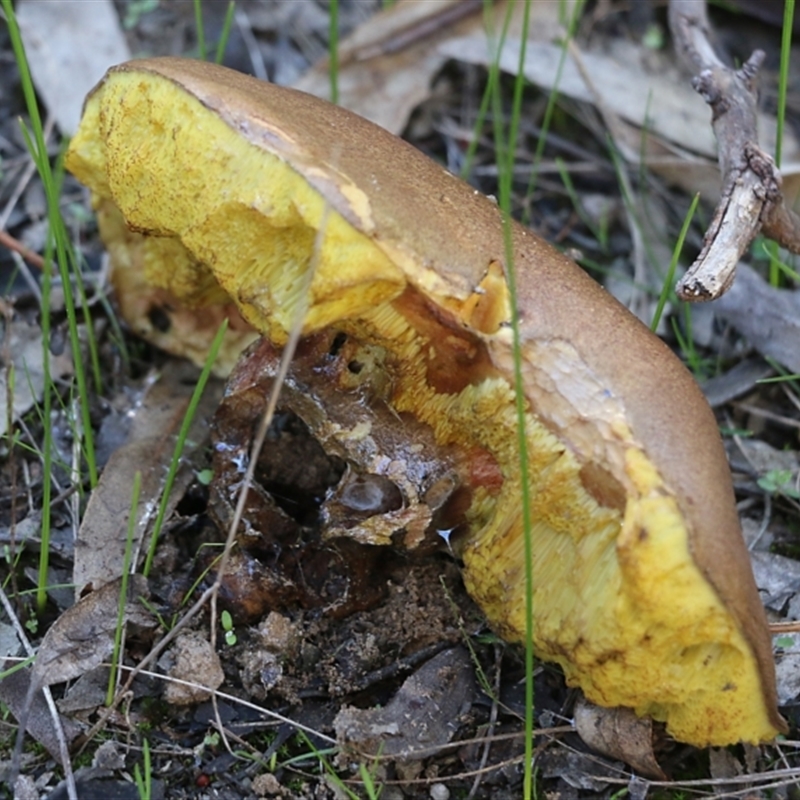 Bolete