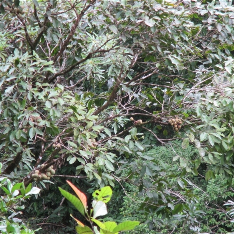 Syzygium kuranda