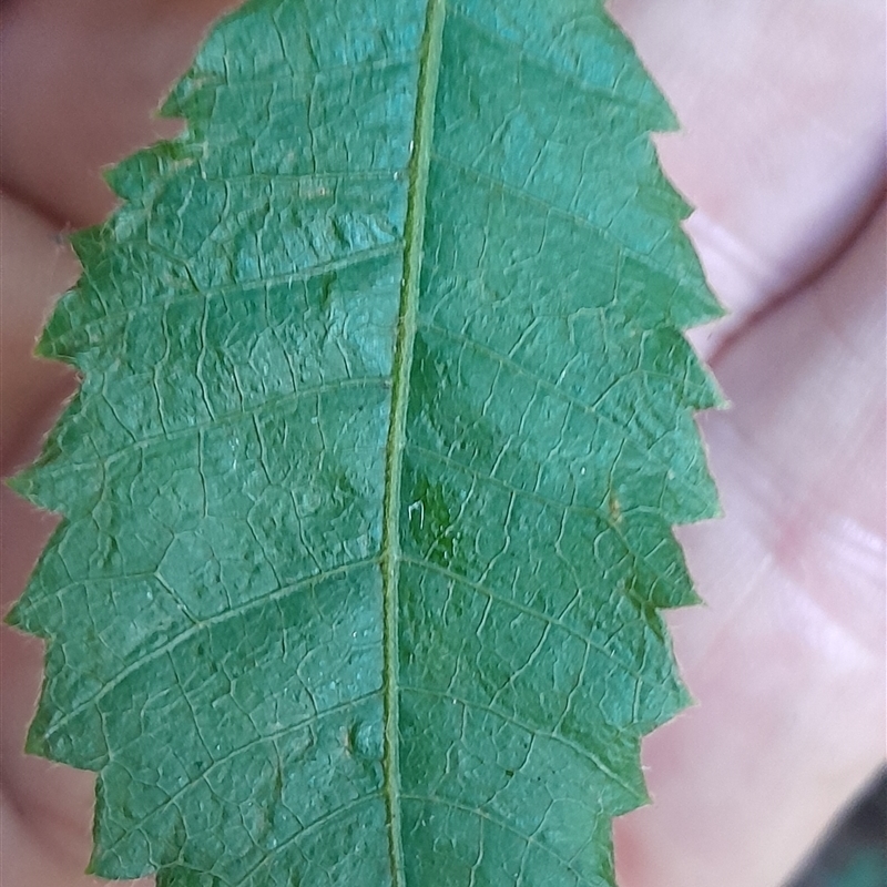 Alectryon tomentosus