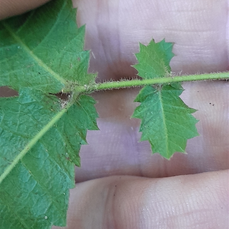 Alectryon tomentosus