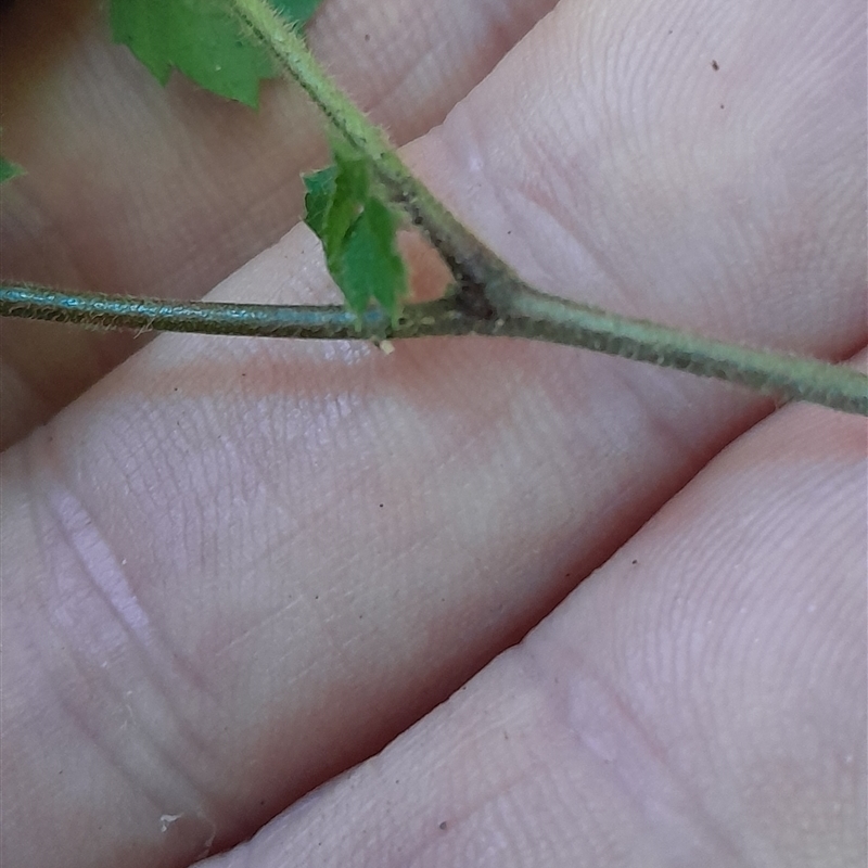 Alectryon tomentosus