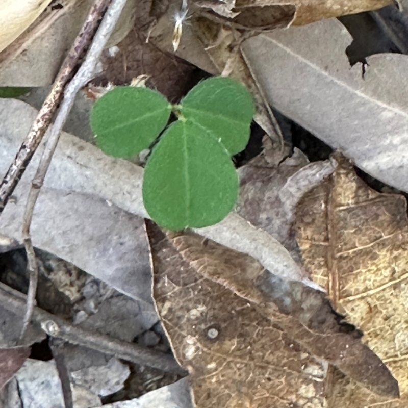 Desmodieae (tribe)