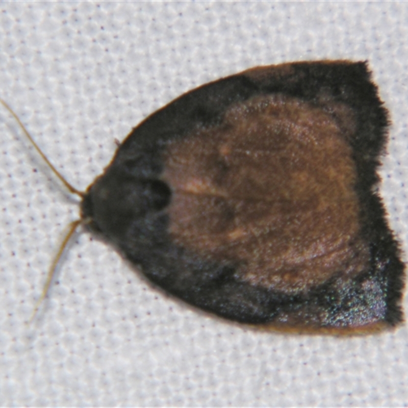 Hemonia simillima