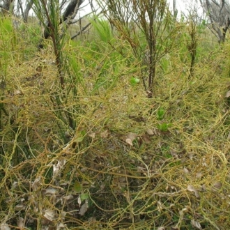 Jackie Miles, Nadgee, in Goodenia post-fire regrowth