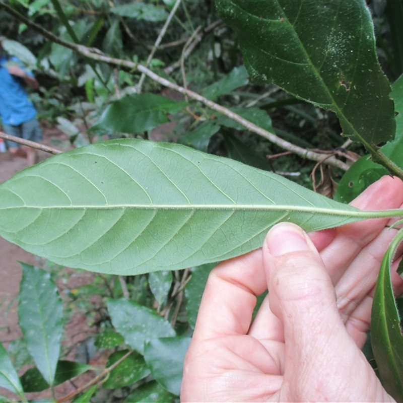 Antirhea tenuiflora