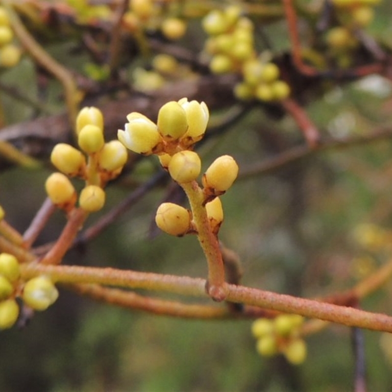 Cassytha pubescens