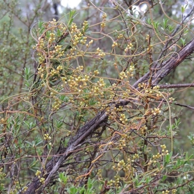 Cassytha pubescens