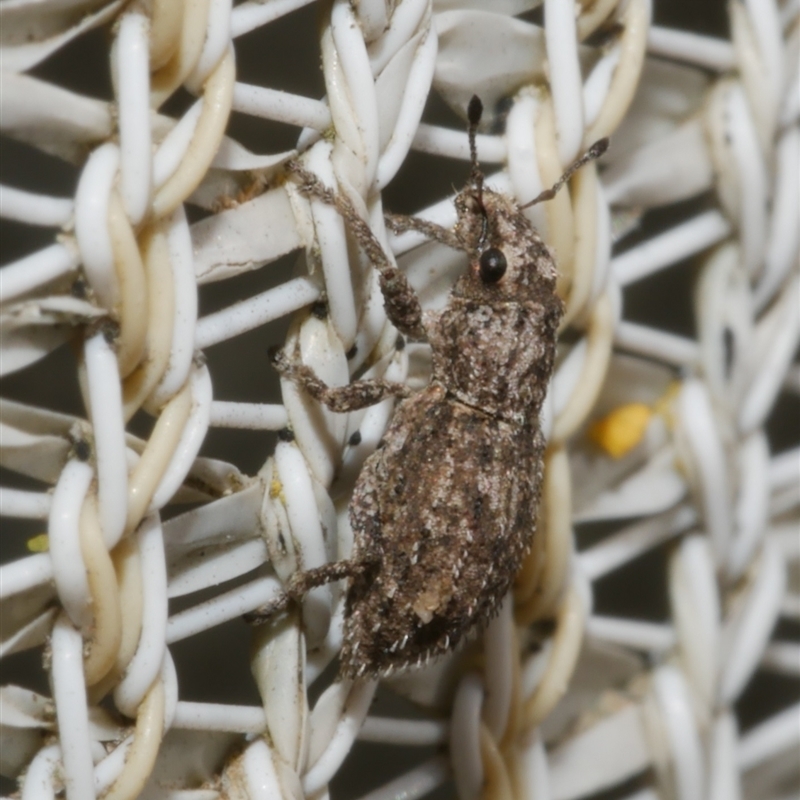 Floresianus sordidus