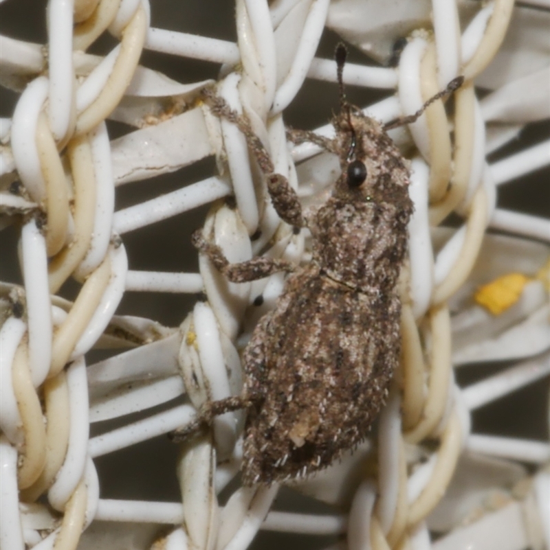 Floresianus sordidus