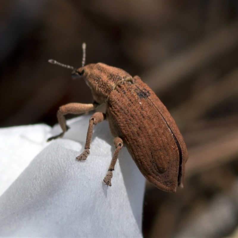 Strongylorhinus (genus)