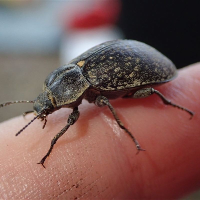Lepispilus (genus)