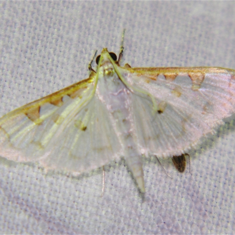 Palpita (genus)