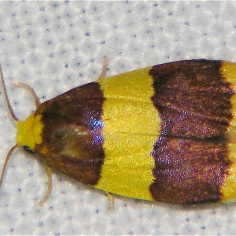 Heterallactis phlogozona