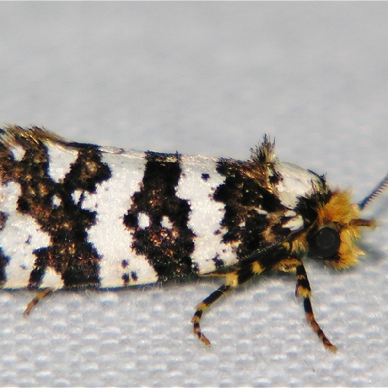 Ardiosteres (genus)