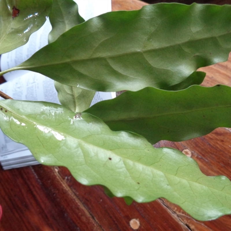 Actephila lindleyi