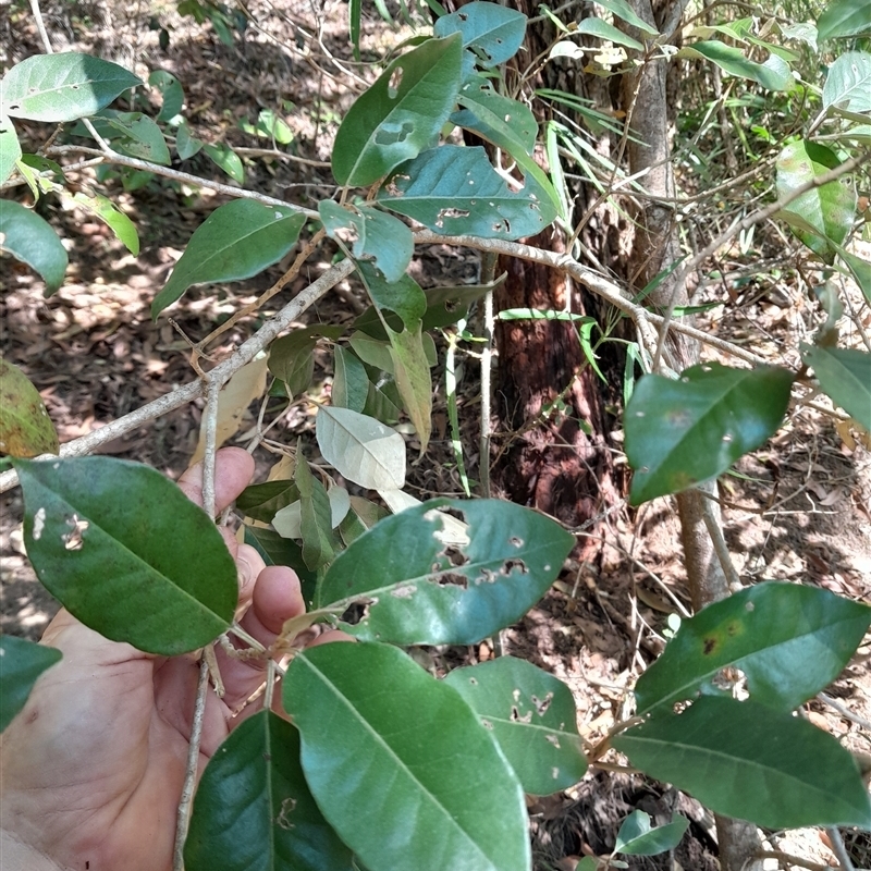 Croton insularis