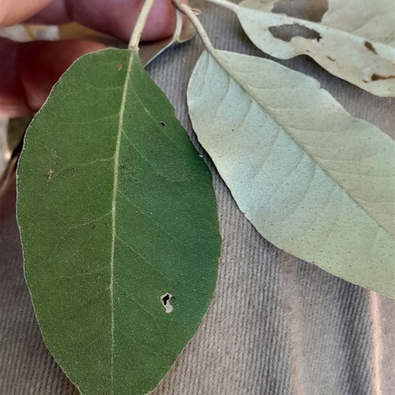 Croton insularis