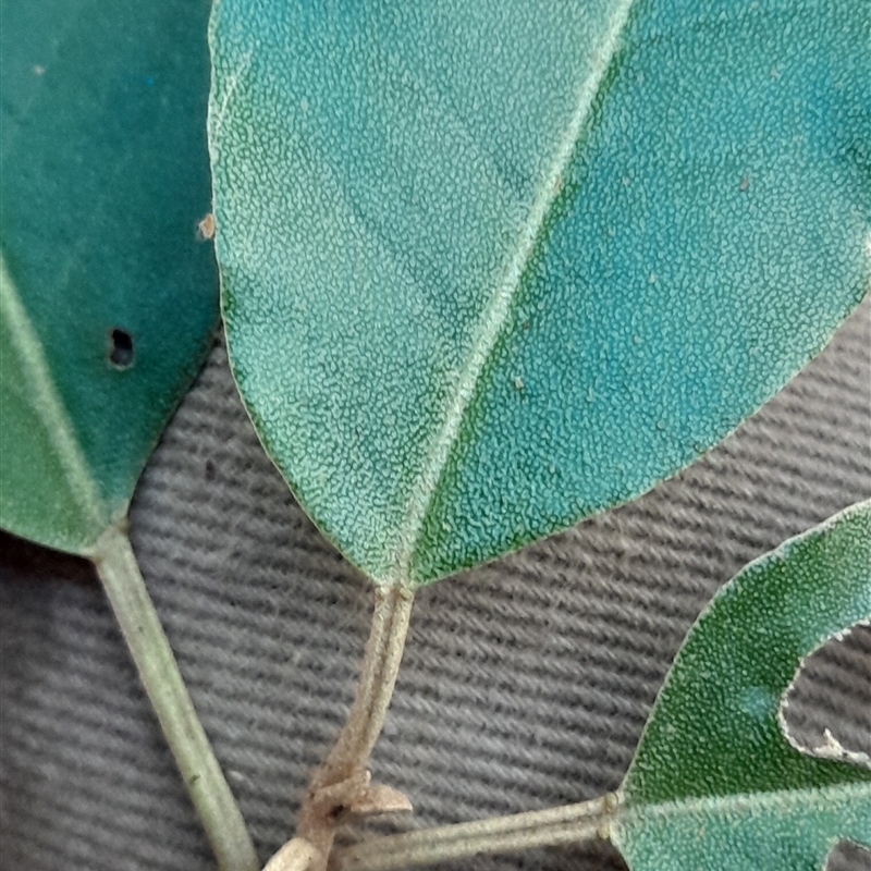 Croton insularis