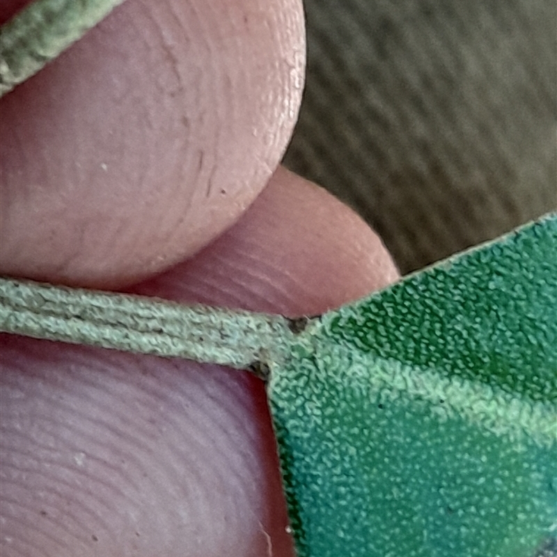 Croton insularis