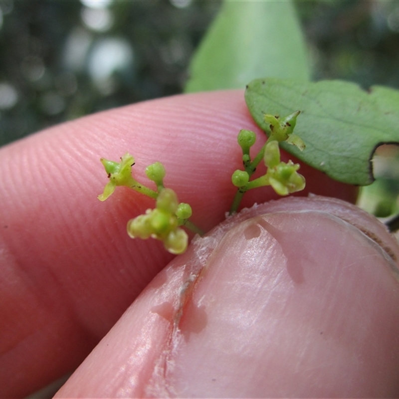 Elaeodendron melanocarpum