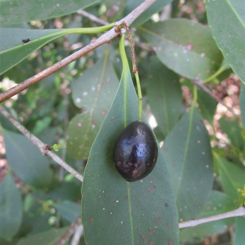 Elaeodendron melanocarpum