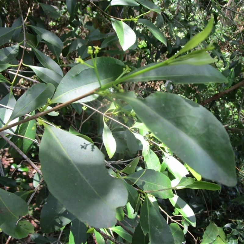 Elaeodendron melanocarpum