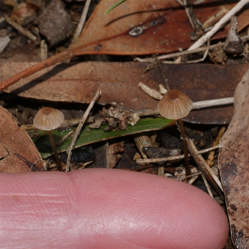 Mycena sp.