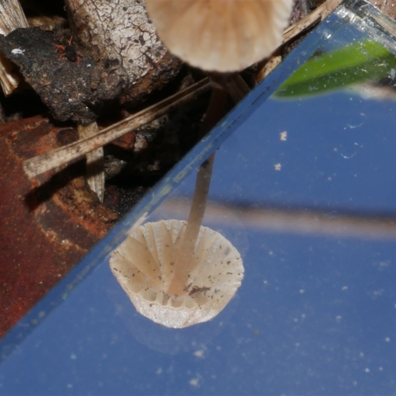 Mycena sp.
