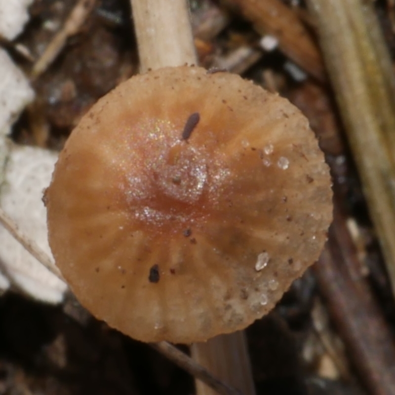 Mycena sp.