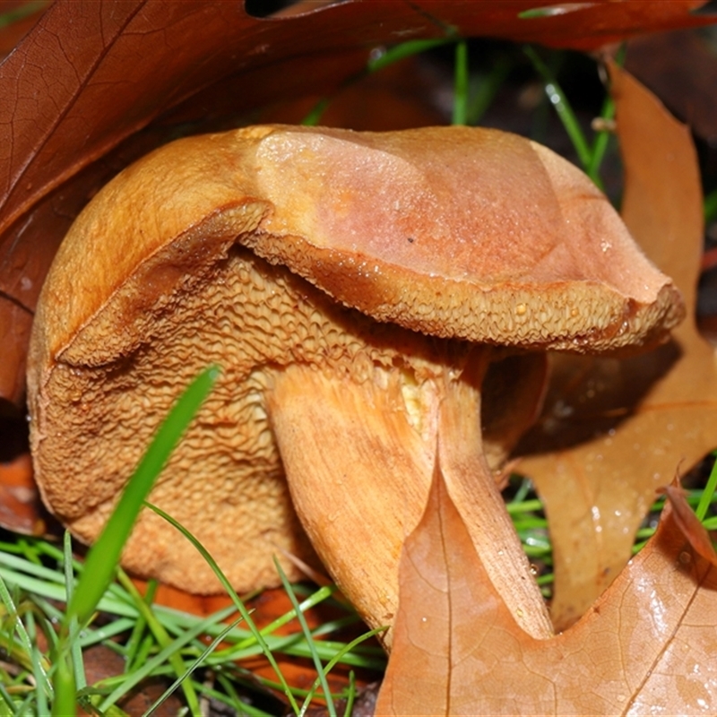 Chalciporus sp.