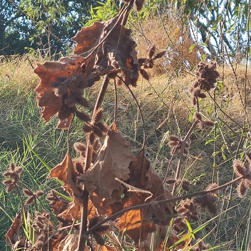 Xanthium (genus)
