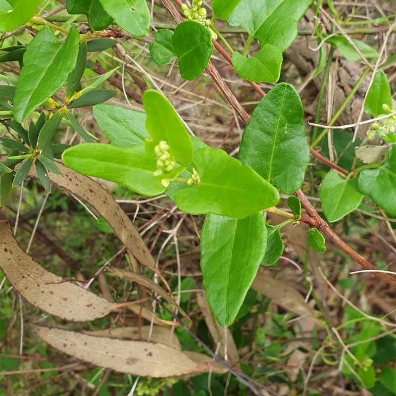Muehlenbeckia gunnii