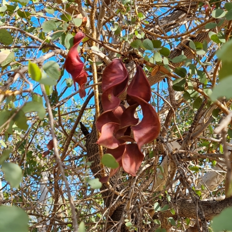 Lysiphyllum cunninghamii
