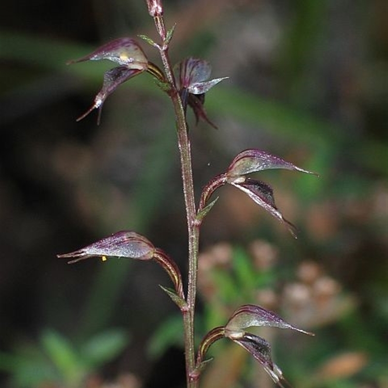 Acianthus fornicatus