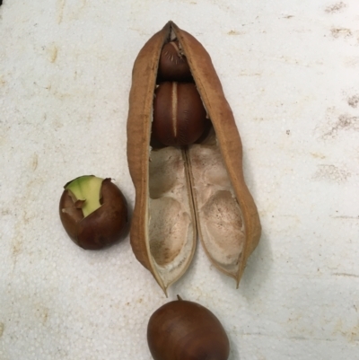 Castanospermum australe