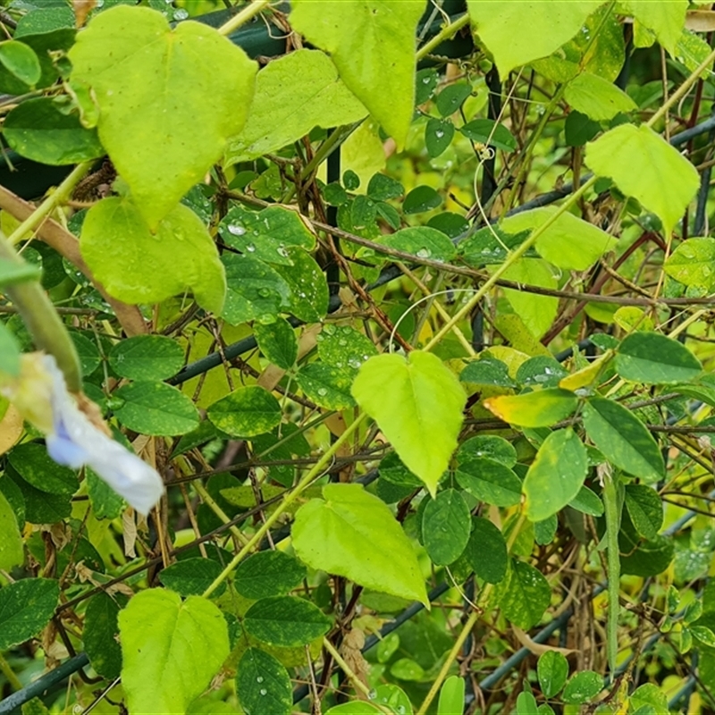 Clitoria ternatea