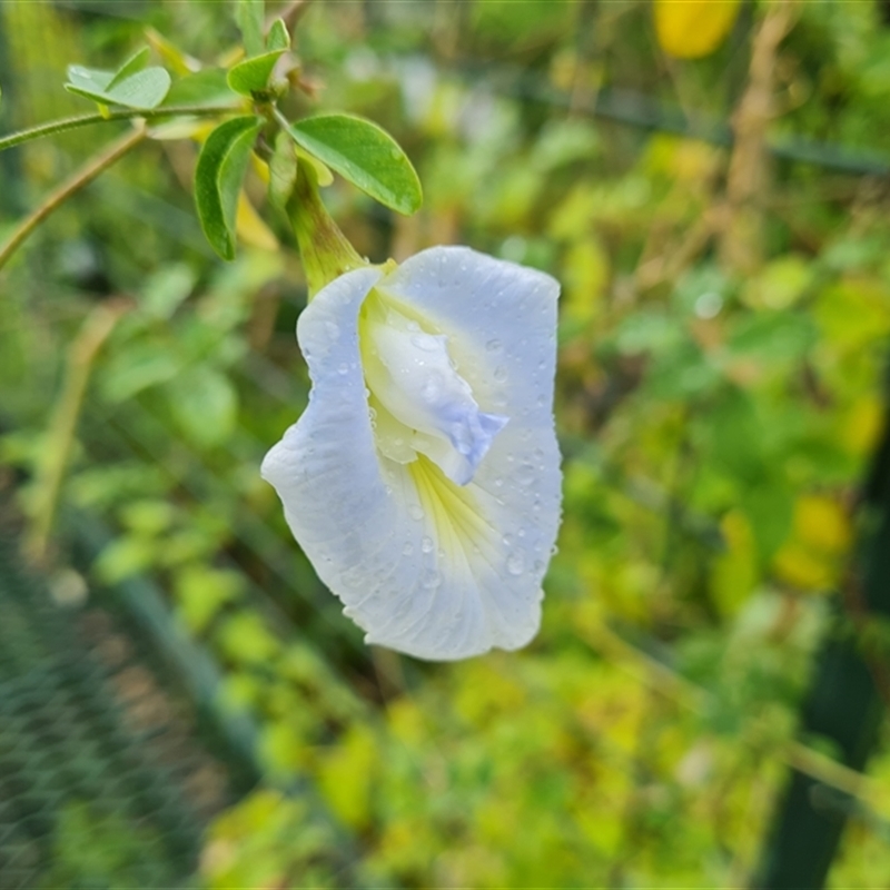 Clitoria ternatea