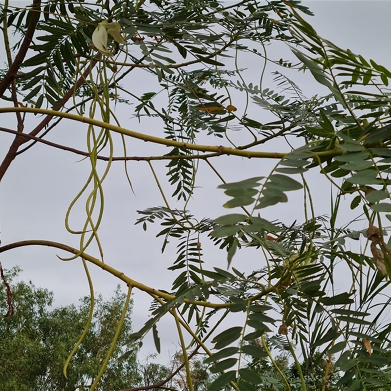 Sesbania formosa