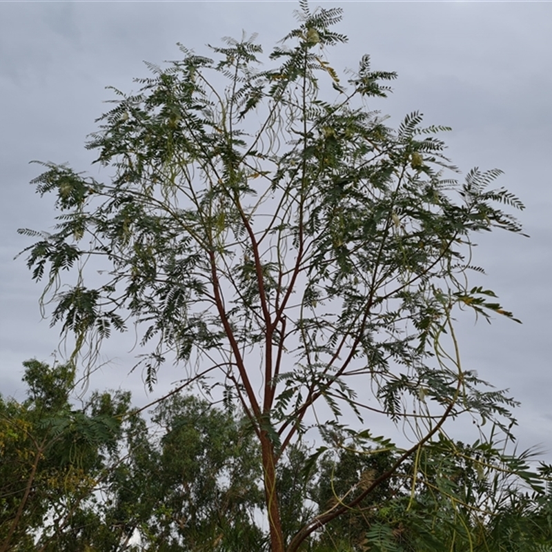 Sesbania formosa