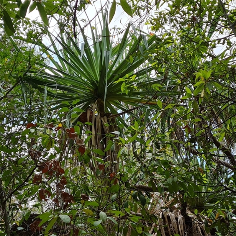 Pandanus (genus)