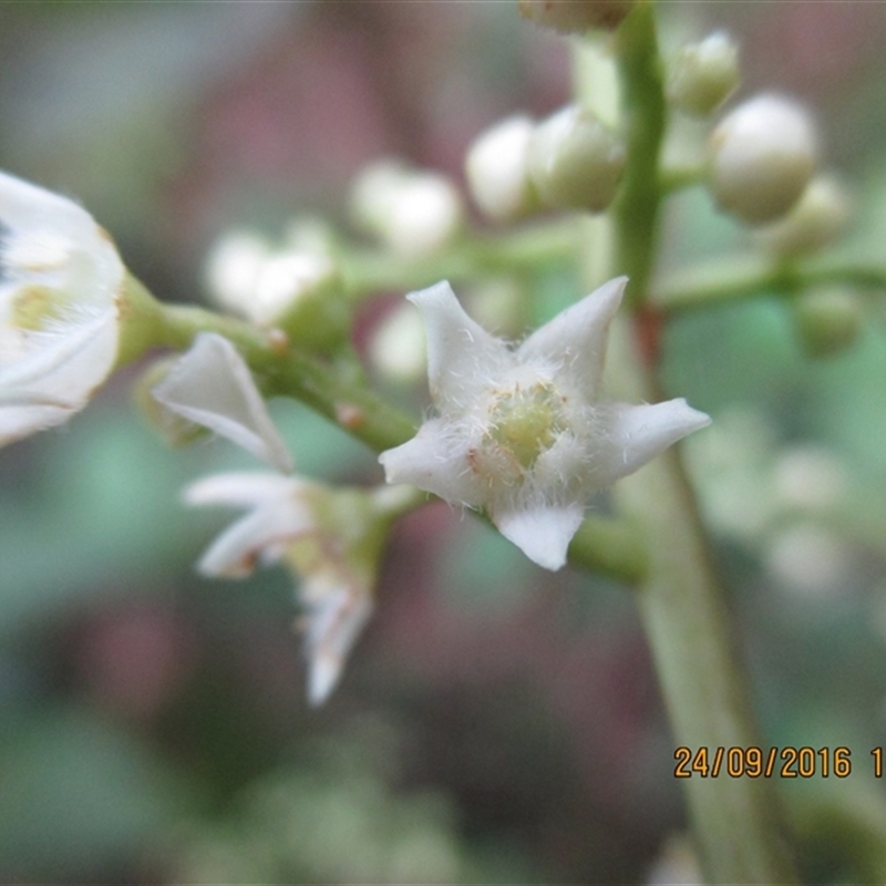 Quintinia quatrefagesii