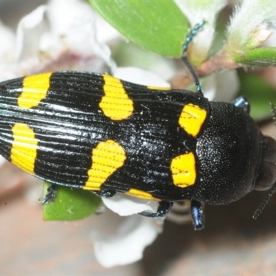 Castiarina australasiae