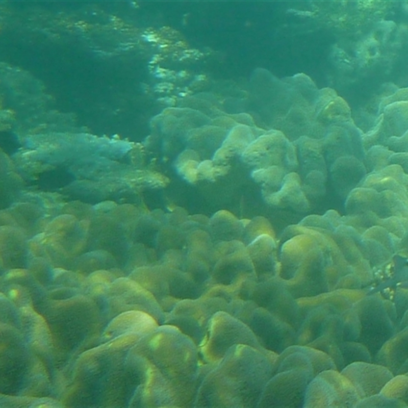 Scolopsis lineata