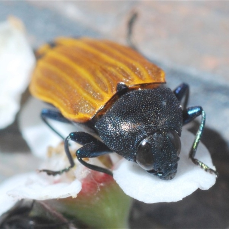 Castiarina balteata